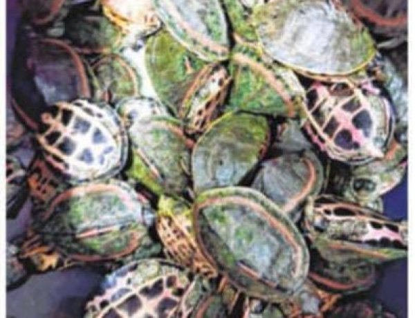 कछुओ की  तस्करी :पर्यावरण सुरक्षा चक्र पर एक प्राणघातक प्रहार