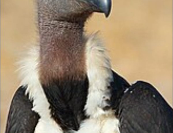 इंदौर में गिद्ध गणना:सर्व जन हिताय सर्व जन सुखाय   डॉ. तेज प्रकाश पूर्णानन्द व्यास 